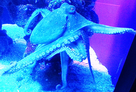 octopus on coral thumbnail