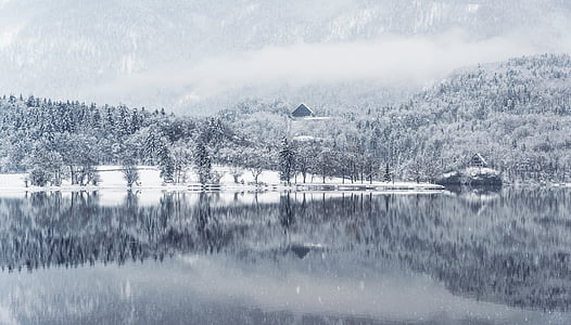 grayscale photo of body of water and trees thumbnail