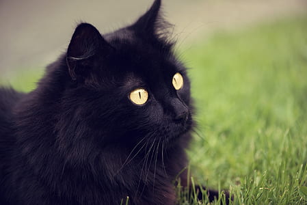bat Persian cat thumbnail