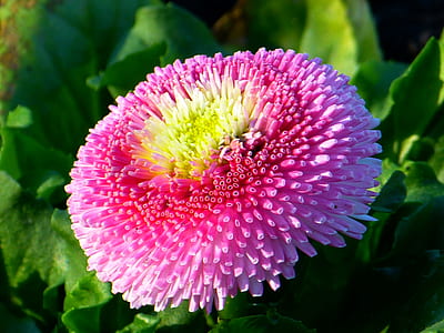 yellow and purple flower thumbnail