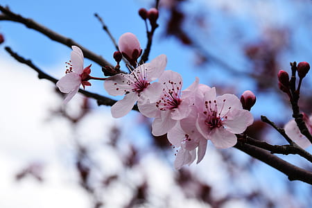 nature, flowers, pink thumbnail