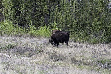 A Bison grazing at Mckenzie Bison Range thumbnail
