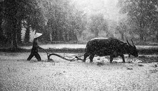 grayscale photography of water buffalo with vintage walk behind plow thumbnail