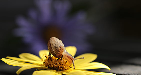 brown snail on a yellow dahlia selective-focus photo thumbnail
