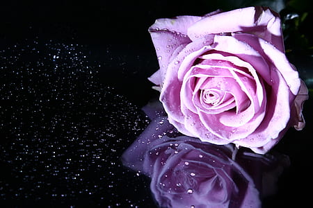 pink rose thumbnail