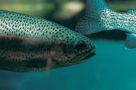 gray fish thumbnail