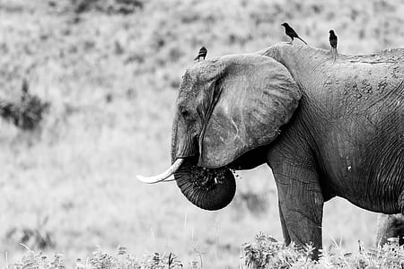 grayscale photo of elephant standing on ground thumbnail