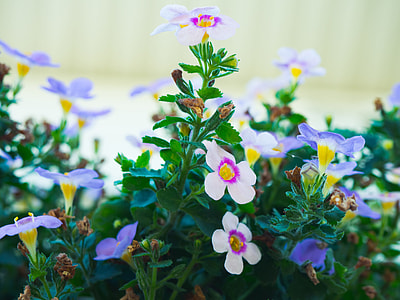 white and purple flowers in shallow-focus shot thumbnail