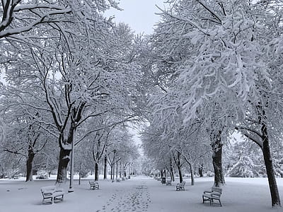 trees with snow thumbnail
