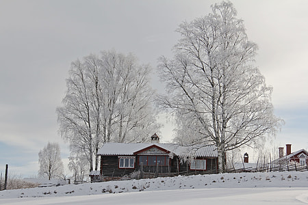 trees near house covered by snows thumbnail
