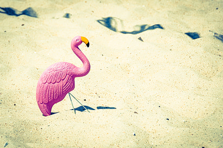 pink flamingo on gray sand during daytime thumbnail