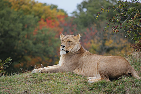 female lioness on green grass beside green plant thumbnail