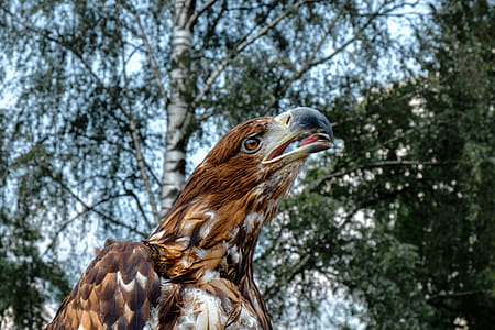Close-Up Photography of Eagle thumbnail