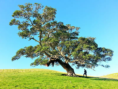 person standing under tree shade during daytime thumbnail