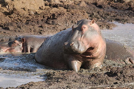 brown hippo on mud thumbnail