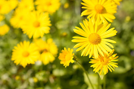 closeup photo of yellow aster flowers thumbnail