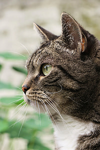 closeup photo of gray and white tabby cat thumbnail