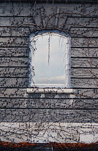 gray wooden framed glass window surrounded with roots thumbnail