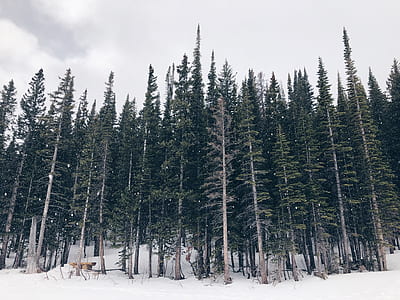 green pine tree forest covered with snow under white clouds thumbnail