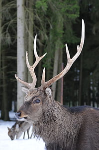 depth of field photo of brown deer thumbnail