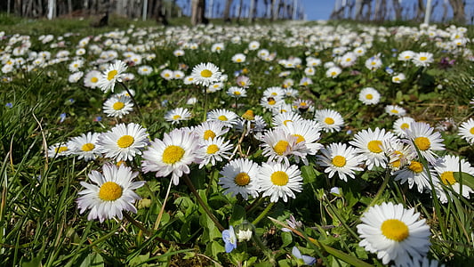 white flower field in bloom thumbnail