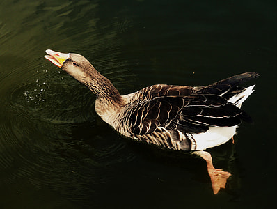 mallard duck drinking water thumbnail