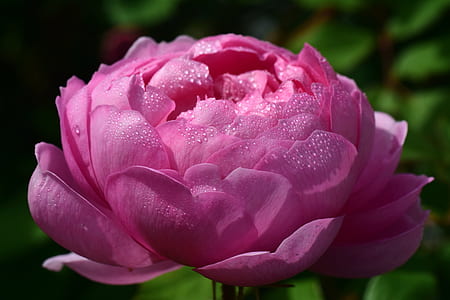 closeup photography of pink petaled flower thumbnail