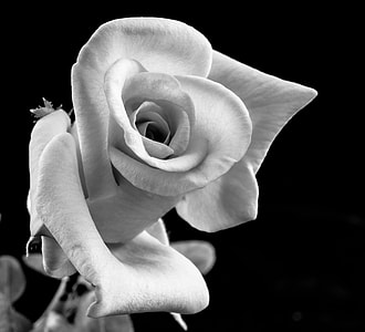 Rose close-up photo thumbnail