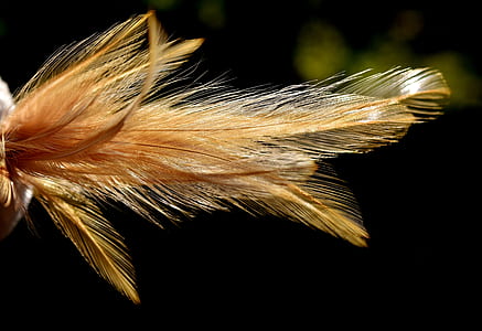 selective focus photography of brown feathers thumbnail