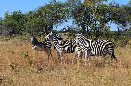 four zebras during daytime thumbnail