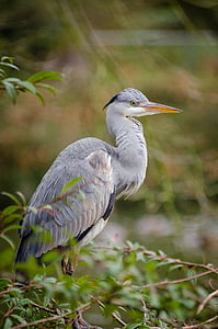 gray heron bird perching on twig thumbnail