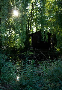 black wooden shed under green leafed tree thumbnail