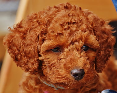 close-up photography of red toy poodle puppy thumbnail