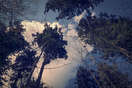 nature, sky, clouds, trees thumbnail