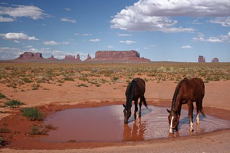 two horses drinking water thumbnail