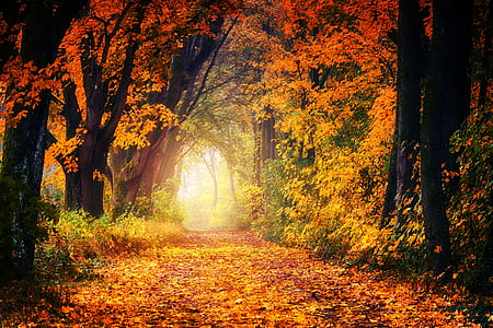 landscape photo of forest thumbnail