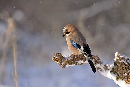 selective focus photography of Eurasian jay thumbnail