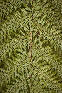 green leaf plant thumbnail