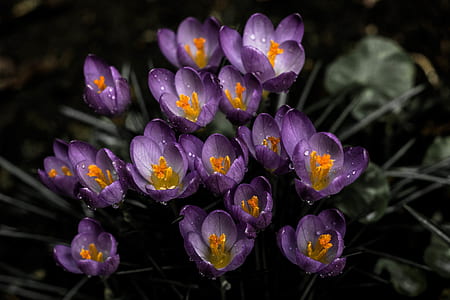 closeup photo of purple petaled flowers thumbnail