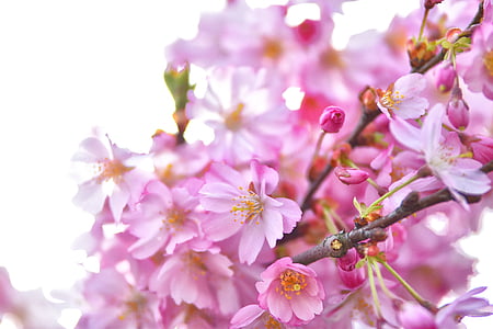 shallow focus photography of purple flowers thumbnail