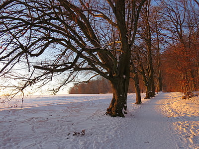bare trees on snow thumbnail