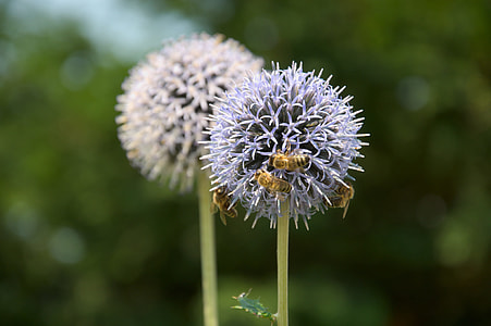 macroshot photo of dandelion thumbnail