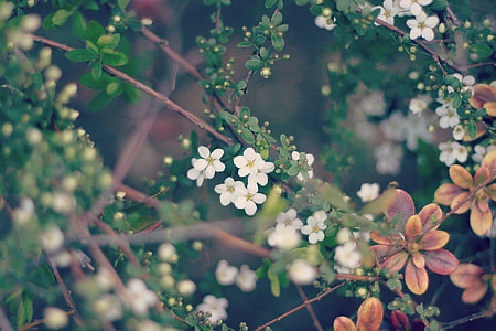 green-leafed plant with white flowers thumbnail