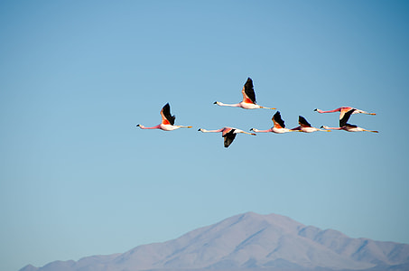 brown, birds, sky, flamingo thumbnail