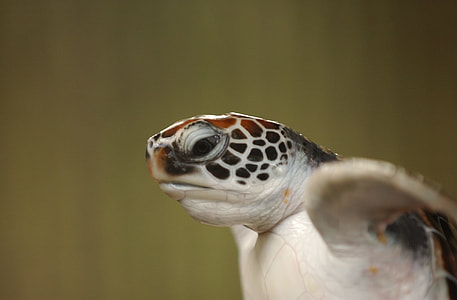 selective focus photography of brown and white turtle thumbnail