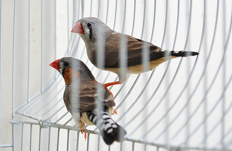 two brown and gray birds thumbnail