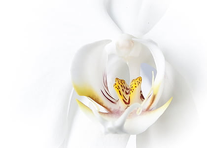 white and yellow moth orchid macro photography thumbnail