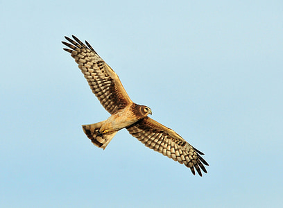 brown hawk flying under clear blue skies thumbnail