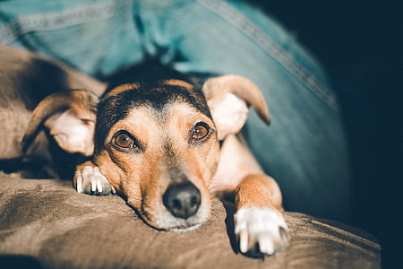 dog lying on brown mat thumbnail