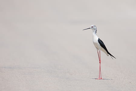 white and black long-legged bird thumbnail